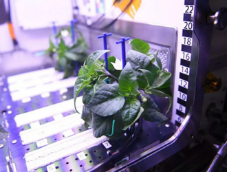 На МКС зацвел первый космический перец