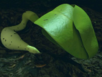 Ростки хлопка на Луне