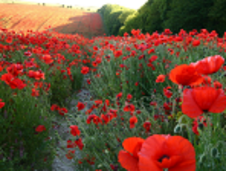 Китайские спутники помогают ограничить выращивание опийного мака