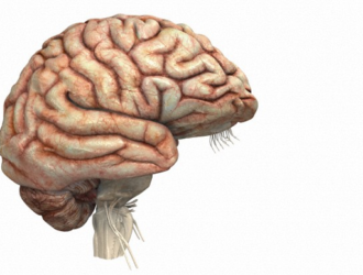 Установлено, что долгие полеты в космос ведут к перестройкам в структуре мозга