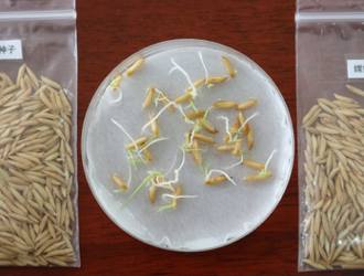 Выведенные в космосе семена риса проросли на юге Китая