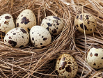 Российские ученые планируют отправить на МКС перепелиные яйца