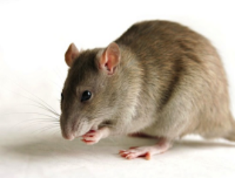 Ученые выяснили, как космическая радиация влияет на интеллект космонавтов