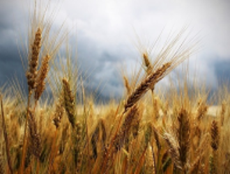 Спутники мониторят будущий урожай на полях Ставрополья