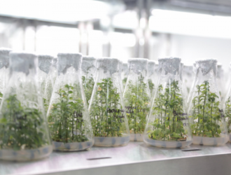 Российские ученые планируют автономный запуск сирени в космос в III квартале 2022 года