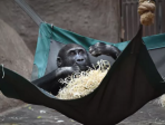 Ученый рассказал, почему обезьяны не годятся для экспериментов в космосе