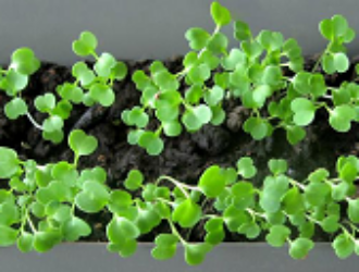 Семена руколы взошли после шести месяцев на МКС