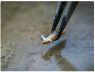 Китайские астронавты успешно вырастили в космосе рис