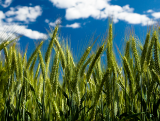 Красноярские ученые пытаются получить безотходный урожай пшеницы в космосе