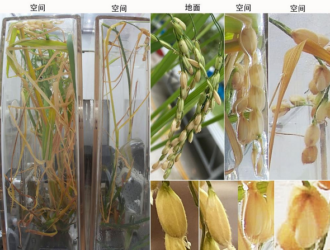 Экспериментальные образцы с китайской космической станции вернулись на Землю
