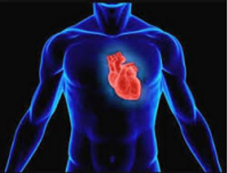 Невесомость изменила работу тысяч генов в клетках сердца