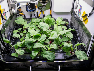 Российские космонавты будут выращивать на МКС зелень в промышленных масштабах
