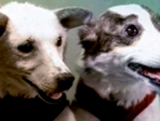 В Самаре может появиться площадка имени Белки и Стрелки