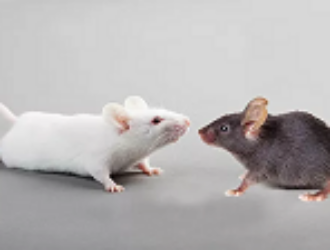 Lunar Flashlight будет искать лед в лунных кратерах