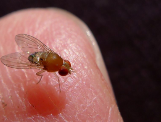 Следующий экипаж МКС проведет новые биоэксперименты с мухами-дрозофилами