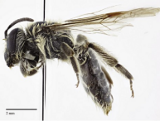 Новый вид земляной пчелы назвали в честь астронавта Хэдфилда