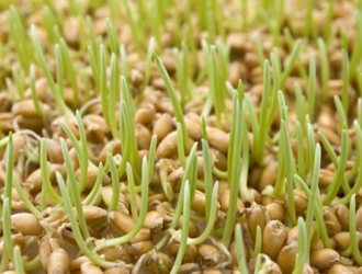 В Китае прорастили побывавшие на Луне семена риса