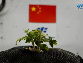 Растение на борту китайской космической станции начало расти