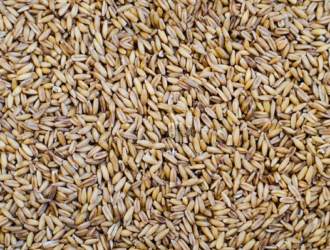 На МКС планируют выращивать зерно