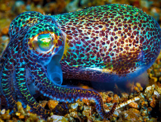 NASA отправит на МКС светящихся кальмаров