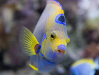 Владимир Сычёв рассказал об эксперименте с рыбами в невесомости