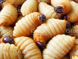 Таиланд предложил астронавтам NASA в качестве питания личинки жуков