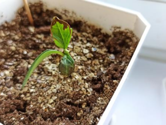 Ученые РФ проведут автономный запуск в космос спутника с ростками сирени в 2022 году