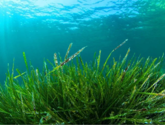 Космонавт рассказал, что водоросли можно использовать для восстановления атмосферы