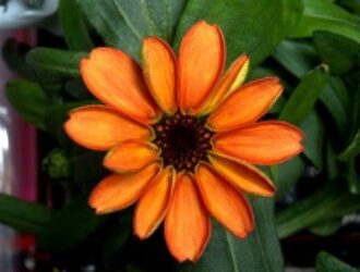 На МКС распустился цветок циннии